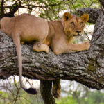Big Five Safari in Kenya: Where to Spot Them