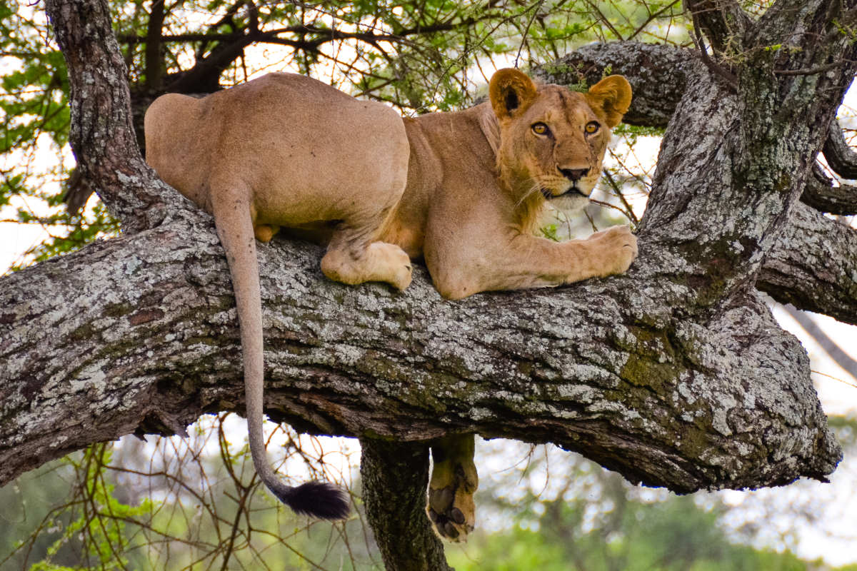 Big Five Safari in Kenya: Where to Spot Them