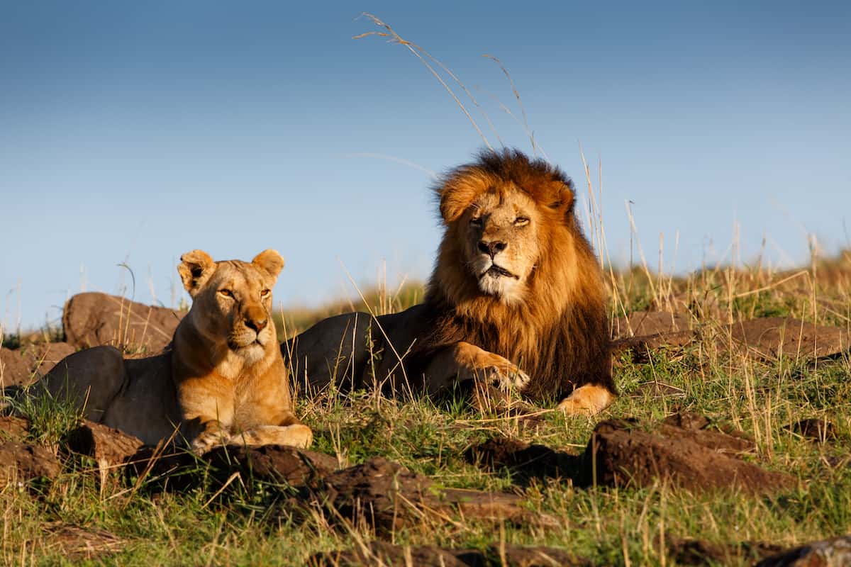 Best Safari Packages for Families with Kids: Discover Unforgettable Adventures in Kenya