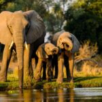 7-Day Itinerary: Classic Kenya Safari Experience