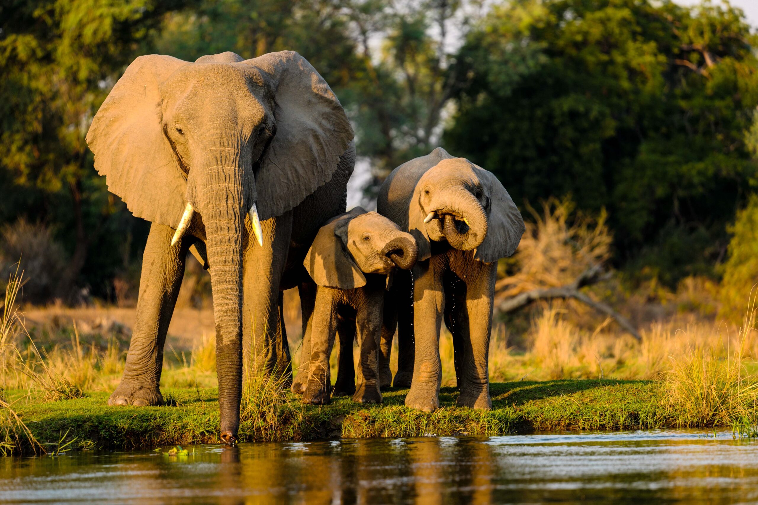 7-Day Itinerary: Classic Kenya Safari Experience