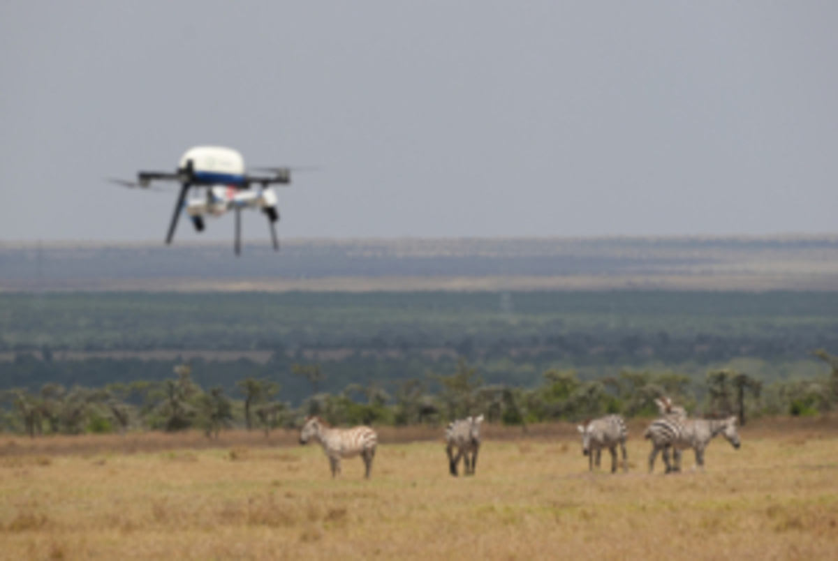 🐘 Wildlife Conservation Efforts You Can Support in Kenya: How You Can Make a Real Difference on Safari in 2025